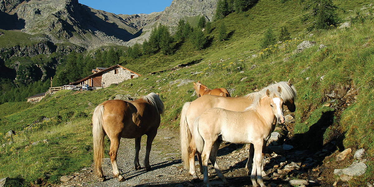 Mas de la Bolp | Mountain Chalet Val di Rabbi Trentino